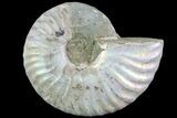 Silver Iridescent Ammonite - Madagascar #77417-1